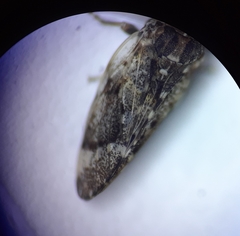 Pachypsylla celtidismamma