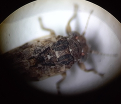 Pachypsylla celtidismamma