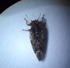 Pachypsylla celtidismamma