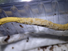 Trichoderma