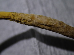 Trichoderma