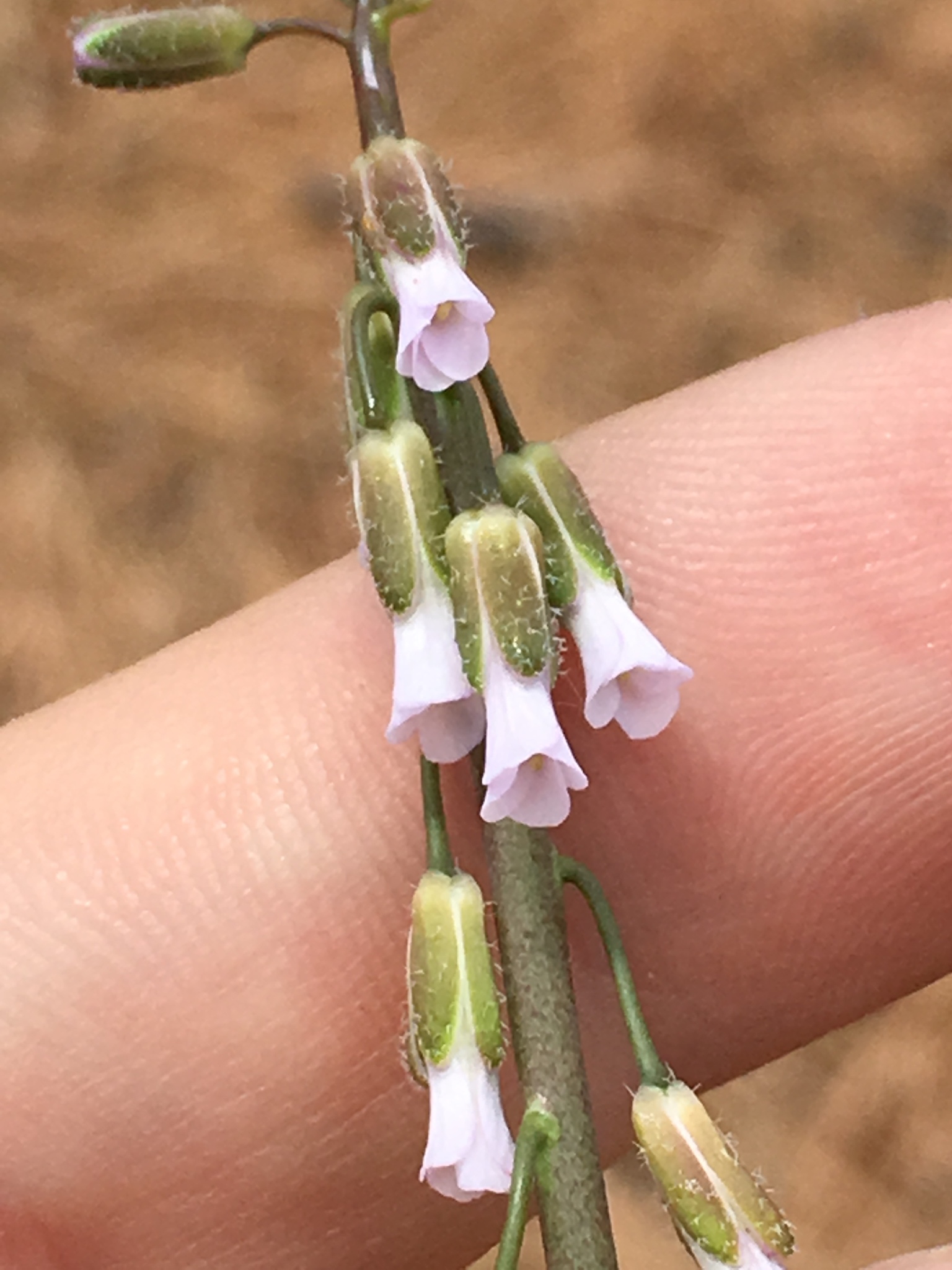 Boechera rectissima