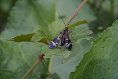 Panorpa japonica