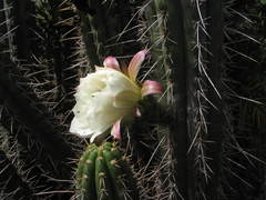 Trichocereus cuzcoensis