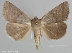 Phoberia ingenua