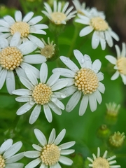 Pericallis steetzii image