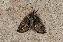 Hydriomena transfigurata