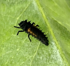 Harmonia axyridis