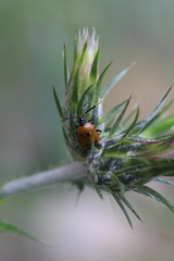 Deraeocoris punctum