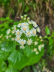 Pericallis steetzii image