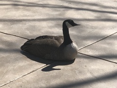 Branta canadensis
