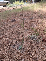 Arabis rectissima simulans