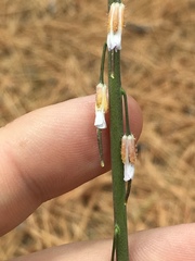 Arabis rectissima simulans