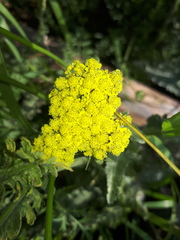 Achillea clypeolata