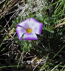 Oxalis adenophylla