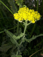 Achillea clypeolata
