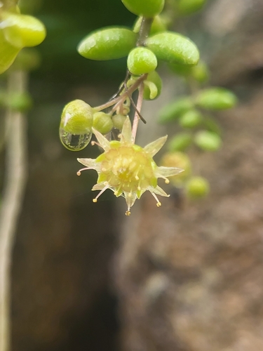 Monanthes laxiflora