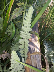 Achillea clypeolata