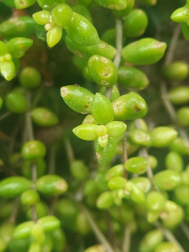 Monanthes laxiflora