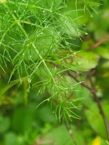 Anethum foeniculum image