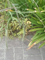 Paspalum dilatatum