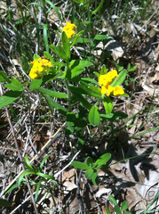 Lithospermum canescens