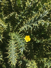 Cirsium chrysacanthum