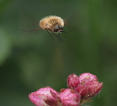 Bombylius canescens