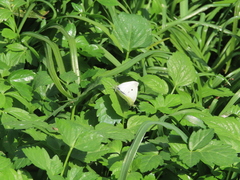 Pieris rapae