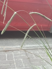 Paspalum dilatatum