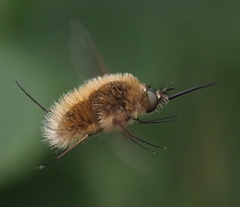 Bombylius canescens