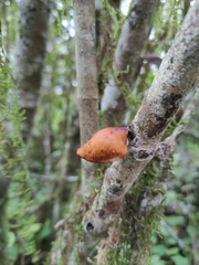 Neodictyopus dictyopus