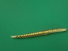 Paspalum dilatatum