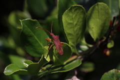 Gonocerus insidiator