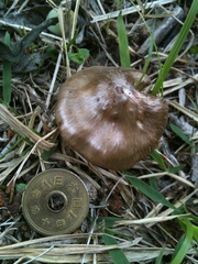 Entoloma sepium