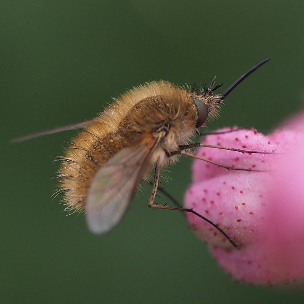 Western Bee-fly