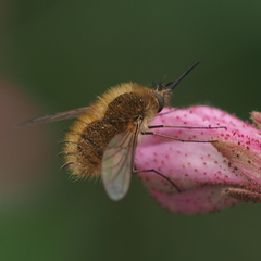 Bombylius canescens