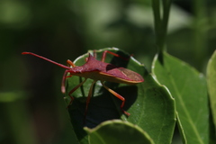 Gonocerus insidiator