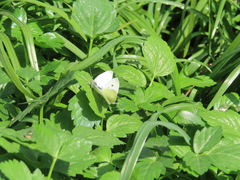 Pieris rapae