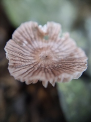 Mycena holoporphyra