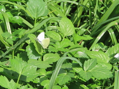 Pieris rapae