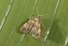 Microphysetica hermeasalis