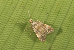 Microphysetica hermeasalis