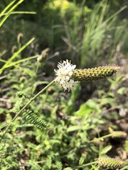 Dalea phleoides microphylla