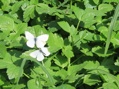 Pieris rapae