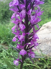 Dactylorhiza elata
