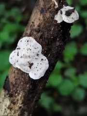 Trametes pavonia