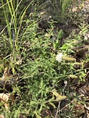 Dalea phleoides microphylla