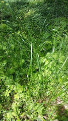 Festuca subverticillata