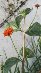 Lantana camara